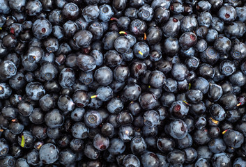 Blueberries from forest, background texture