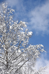 alberi con neve inverno Natale pino abete nevicata