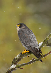 Peregrine falcon perching on the tree in snowy day, Czech Republic