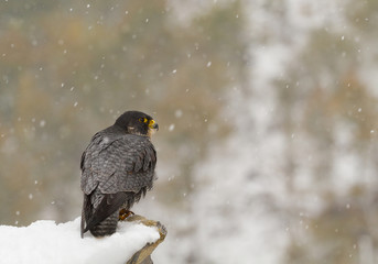 Peregrine falcon perching on the rock in snowy day, clean background, Czech Republic