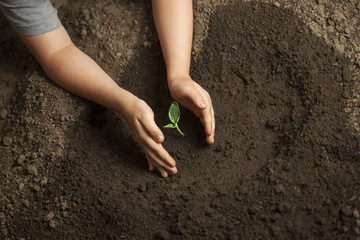 sprout in children hand