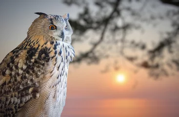 Photo sur Plexiglas Hibou owl portrait and winter sunset