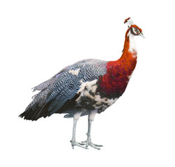 peacock red male isolated on white