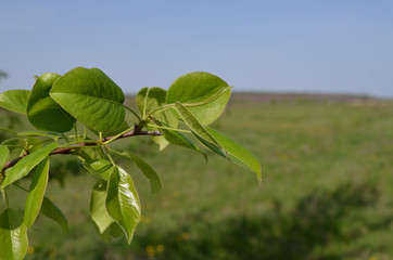 Green leaves against the blue sky