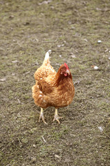 Hen