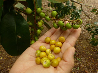   Byrsonima crassifolia is a species of flowering plant in the acerola family   © guentermanaus