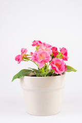 Pink Flowers in Pot