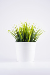 Green Grass in Pot