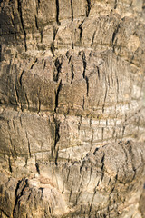 Palm tree bark texture