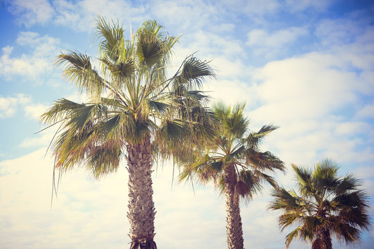 Palm trees, travel, summer, vacation and tropical beach concept.