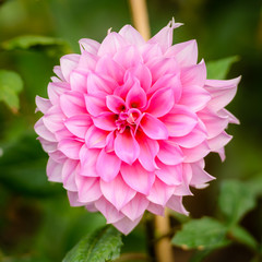 Beautiful pink dahlia flower blooming in the garden