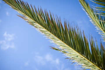 Closeup of tropical plant leaves, green background