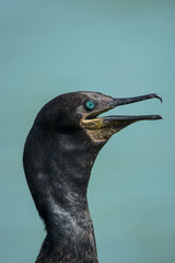 Close up Indian Cormorant with beautiful green eyes