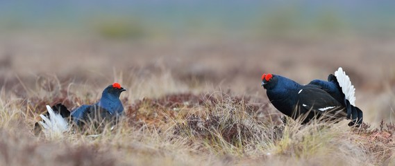 black grouse (Tetrao tetrix), birkhuhn, blackgame (Lyrurus tetrix). Panoramic view of a lekking black grouses in the bog. Early morning. Forest