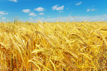 Rural landscape with ears of ripe barley