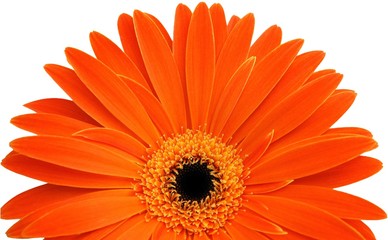 Single orange gerbera isolated on white background
