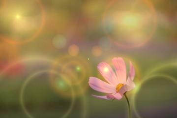 Soft blurred pink cosmos flower background