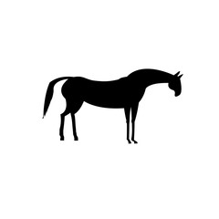 Obraz na płótnie Canvas Black horse on white background