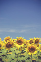 Beautiful landscape with sunflower field over cloudy blue sky.vi