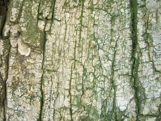 Wood texture