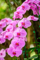 Fototapeta na wymiar Phalaenopsis orchid hybrids. Beautiful pink orchid blooming in g