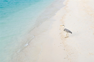 Grey Heron (Ardea cinerea) on the beach, Maldives