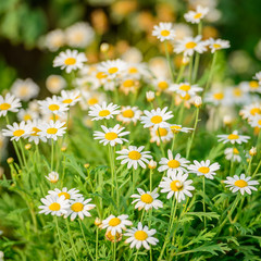Fototapeta premium Beautiful white daisy and yellow pollen blooming in the garden