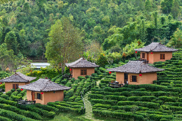 Fototapeta na wymiar Tea Plantation and hut in Ban Rak Thai. Mae Hong Son, Thailand