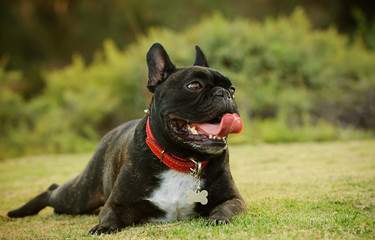 French Bulldog lying in the grass with tongue out