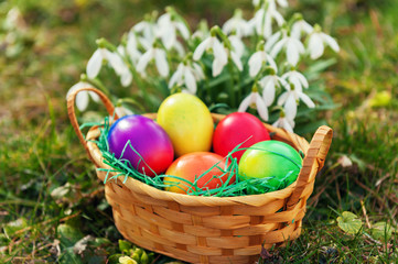 Small basket full of colorful easter eggs with snowdrops on background