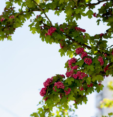 Obraz premium branch with red flowers of the blossoming tree