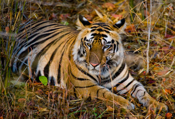 Wild tiger lying on the grass. India. Bandhavgarh National Park. Madhya Pradesh. An excellent illustration.