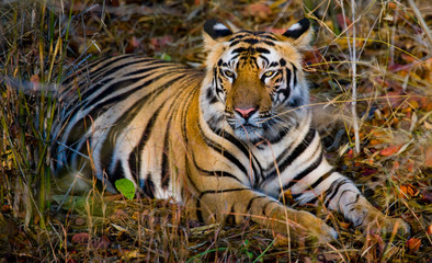 Wild tiger lying on the grass. India. Bandhavgarh National Park. Madhya Pradesh. An excellent illustration.