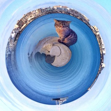 Otranto miniplanet cat