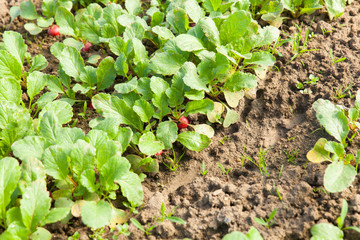 organic radish planting in greenhouses