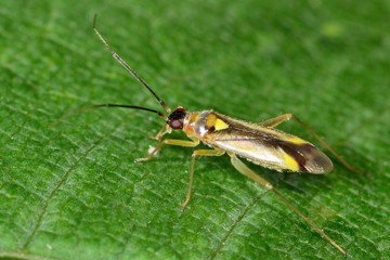 Campyloneura virgula Mirid bug. A colourful and distinctive predatory bug, found in a range of trees and shrubs
