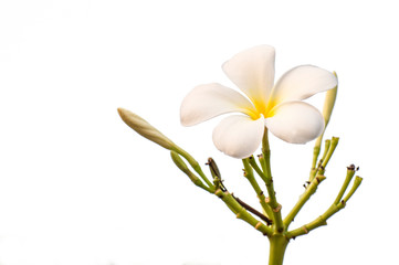 Tropical flower white frangipani (plumeria)