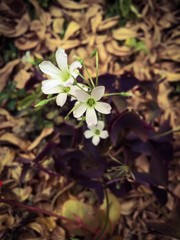 selective focus of purple shamrock with dry leaf on floor