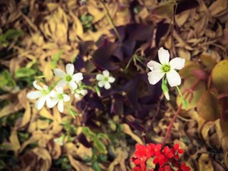 selective focus of purple shamrock with dry leaf on floor