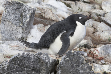 Ad&eacute;lie Penguin, Antarctica.