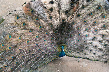 blue peacock in the zoo