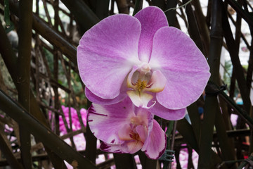 closeup purple orchid in the garden