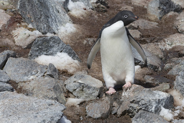 Fototapeta premium Adélie Penguin, Antarctica.