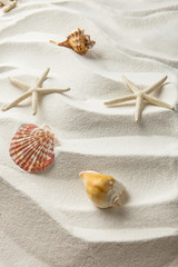 starfish and and shells on sand, summer concept