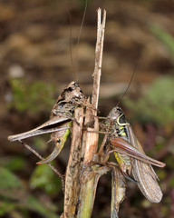 Dark bush cricket (Pholidoptera griseoaptera) and Roesel's bush cricket (Metrioptera roeselii). A comparison of British crickets