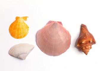 Seashell collection on the white background