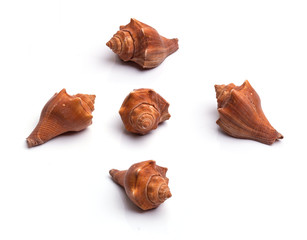 Seashell collection on the white background