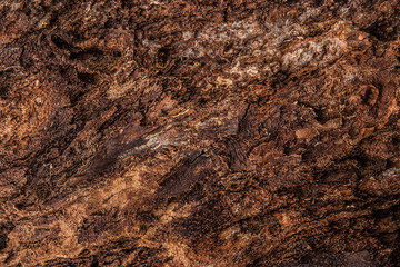 Bark of tree background close-up