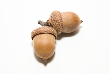 Two  brown acorns  with hats on over white