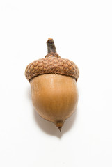 One  brown acorn  with hat on over white © zheltobriukh
